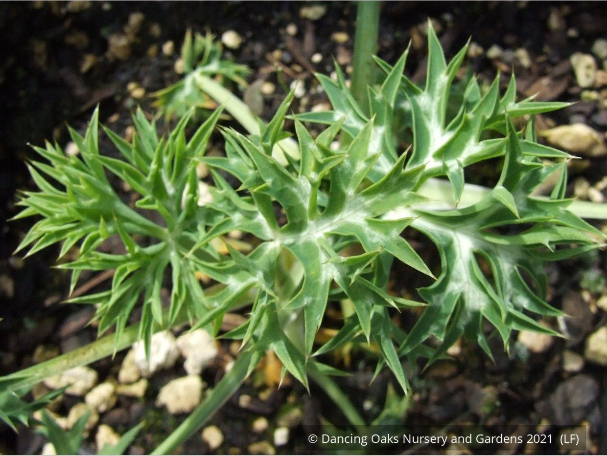 Perennials ~ Eryngium bourgatii, Mediterranean Sea Holly ~ Dancing Oaks Nursery and Gardens ~ Retail Nursery ~ Mail Order Nursery