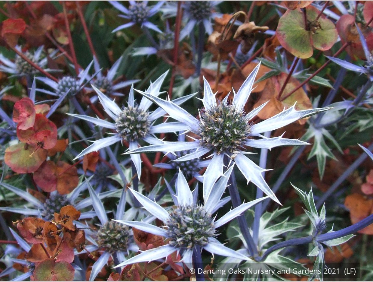 Perennials ~ Eryngium bourgatii, Mediterranean Sea Holly ~ Dancing Oaks Nursery and Gardens ~ Retail Nursery ~ Mail Order Nursery