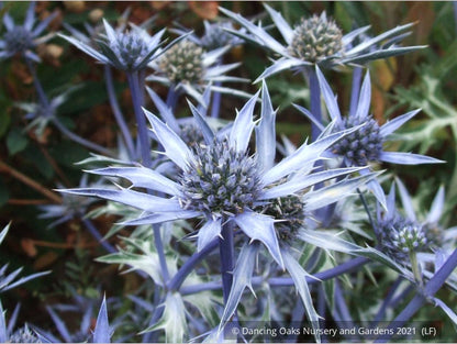 Perennials ~ Eryngium bourgatii, Mediterranean Sea Holly ~ Dancing Oaks Nursery and Gardens ~ Retail Nursery ~ Mail Order Nursery