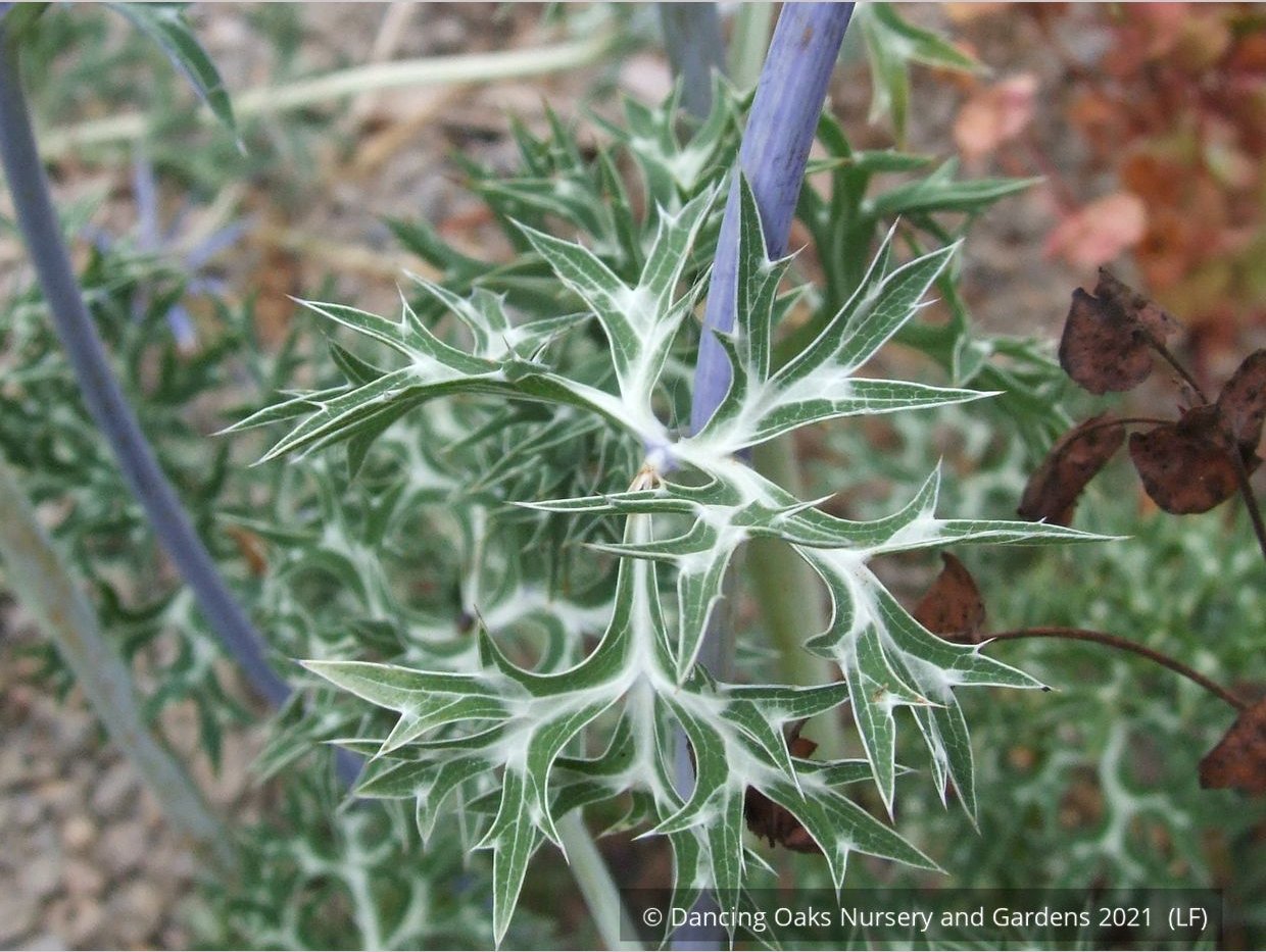Perennials ~ Eryngium bourgatii, Mediterranean Sea Holly ~ Dancing Oaks Nursery and Gardens ~ Retail Nursery ~ Mail Order Nursery