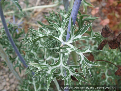 Perennials ~ Eryngium bourgatii, Mediterranean Sea Holly ~ Dancing Oaks Nursery and Gardens ~ Retail Nursery ~ Mail Order Nursery