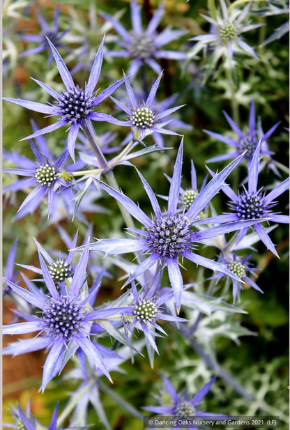 Perennials ~ Eryngium bourgatii, Mediterranean Sea Holly ~ Dancing Oaks Nursery and Gardens ~ Retail Nursery ~ Mail Order Nursery