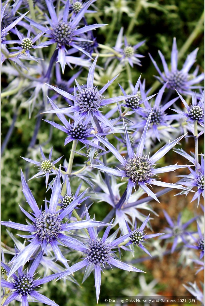 Perennials ~ Eryngium bourgatii, Mediterranean Sea Holly ~ Dancing Oaks Nursery and Gardens ~ Retail Nursery ~ Mail Order Nursery