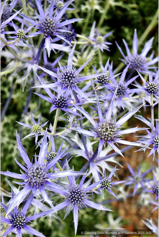 Perennials ~ Eryngium bourgatii, Mediterranean Sea Holly ~ Dancing Oaks Nursery and Gardens ~ Retail Nursery ~ Mail Order Nursery