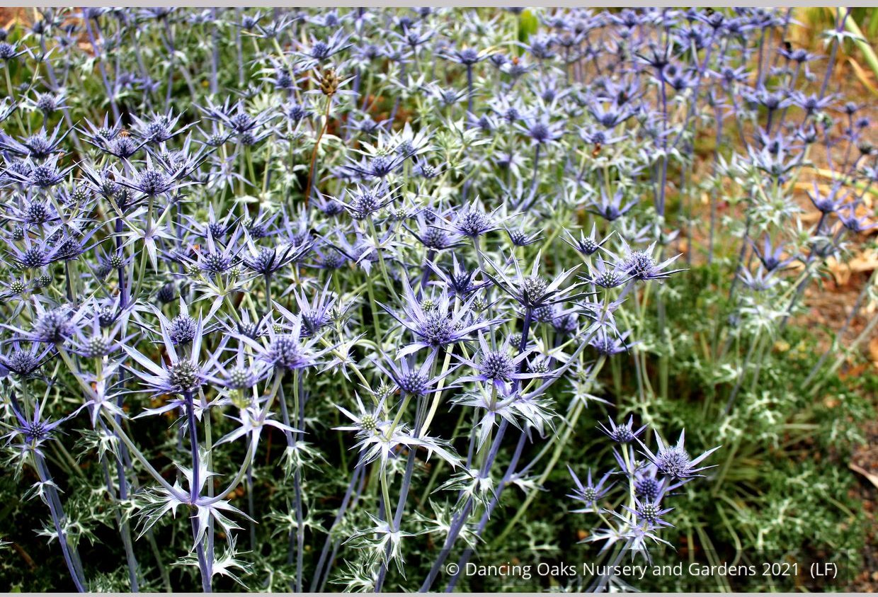 Perennials ~ Eryngium bourgatii, Mediterranean Sea Holly ~ Dancing Oaks Nursery and Gardens ~ Retail Nursery ~ Mail Order Nursery