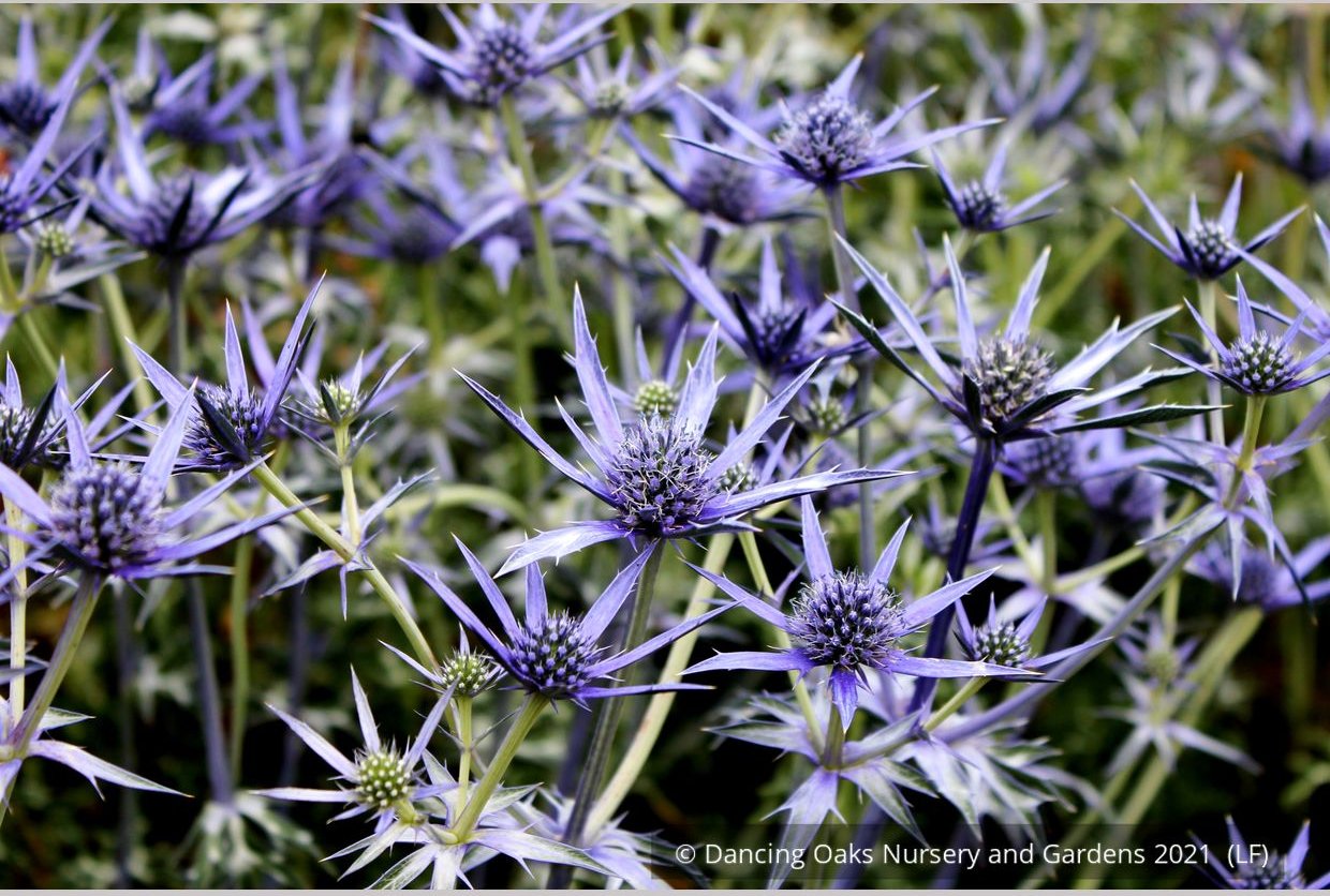 Perennials ~ Eryngium bourgatii, Mediterranean Sea Holly ~ Dancing Oaks Nursery and Gardens ~ Retail Nursery ~ Mail Order Nursery