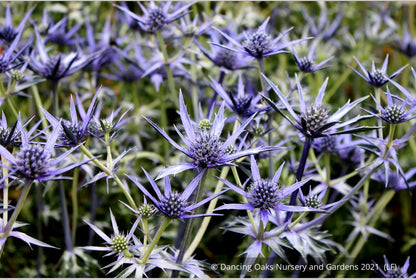 Perennials ~ Eryngium bourgatii, Mediterranean Sea Holly ~ Dancing Oaks Nursery and Gardens ~ Retail Nursery ~ Mail Order Nursery