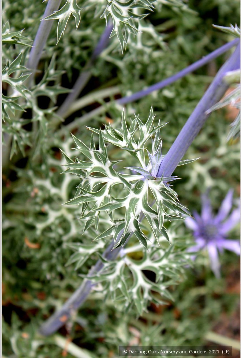 Perennials ~ Eryngium bourgatii, Mediterranean Sea Holly ~ Dancing Oaks Nursery and Gardens ~ Retail Nursery ~ Mail Order Nursery