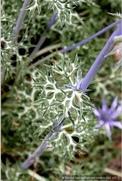 Perennials ~ Eryngium bourgatii, Mediterranean Sea Holly ~ Dancing Oaks Nursery and Gardens ~ Retail Nursery ~ Mail Order Nursery