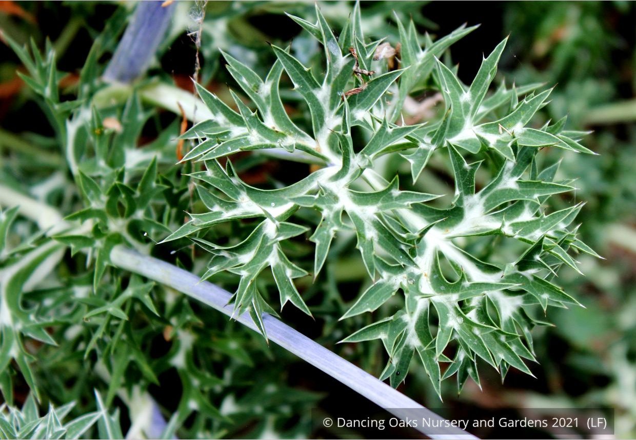 Perennials ~ Eryngium bourgatii, Mediterranean Sea Holly ~ Dancing Oaks Nursery and Gardens ~ Retail Nursery ~ Mail Order Nursery