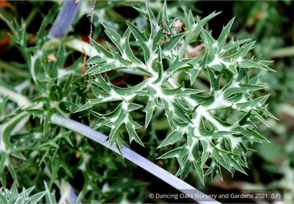 Perennials ~ Eryngium bourgatii, Mediterranean Sea Holly ~ Dancing Oaks Nursery and Gardens ~ Retail Nursery ~ Mail Order Nursery