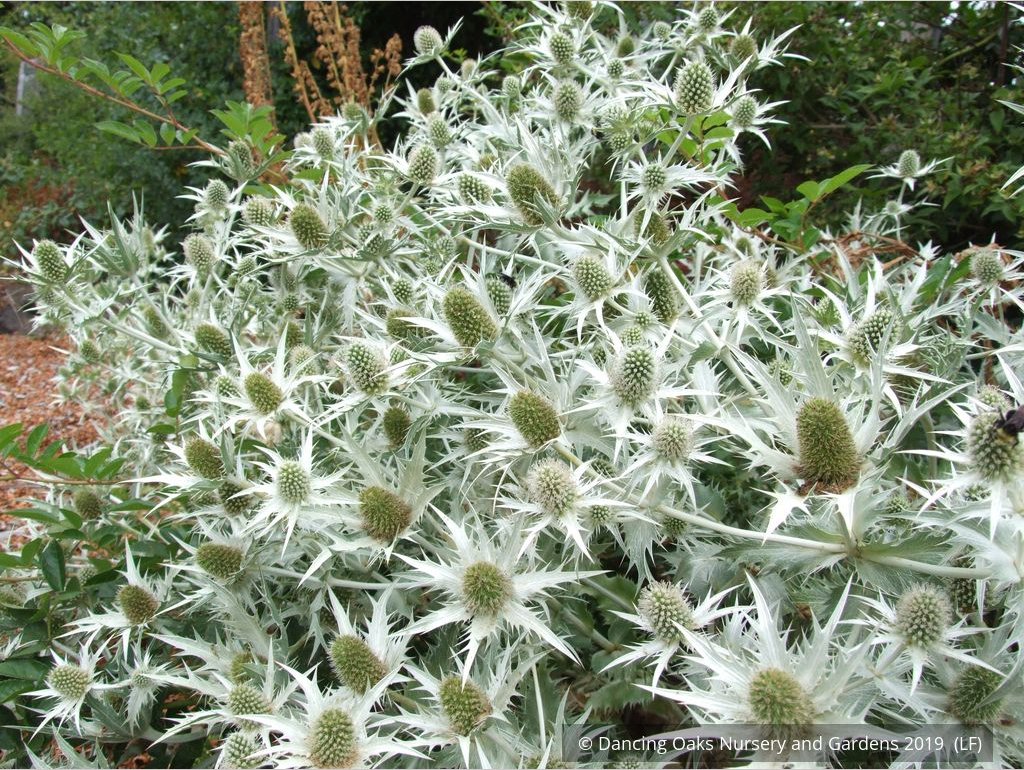 Perennials ~ Eryngium giganteum, Miss Wilmott's Ghost Giant Sea Holly ~ Dancing Oaks Nursery and Gardens ~ Retail Nursery ~ Mail Order Nursery