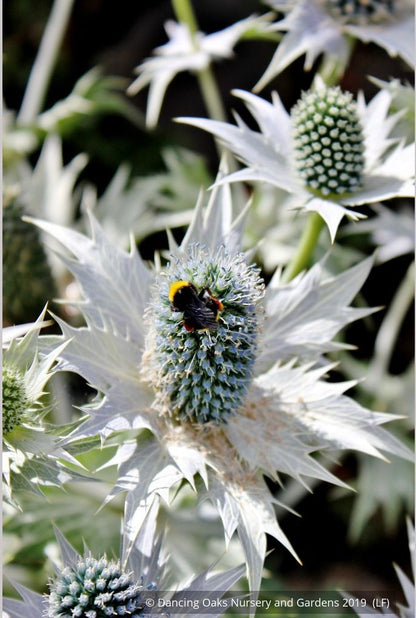 Perennials ~ Eryngium giganteum, Miss Wilmott's Ghost Giant Sea Holly ~ Dancing Oaks Nursery and Gardens ~ Retail Nursery ~ Mail Order Nursery