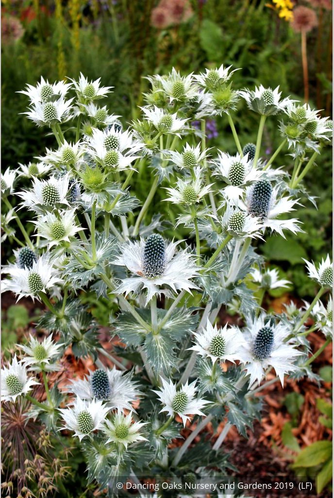 Perennials ~ Eryngium giganteum, Miss Wilmott's Ghost Giant Sea Holly ~ Dancing Oaks Nursery and Gardens ~ Retail Nursery ~ Mail Order Nursery