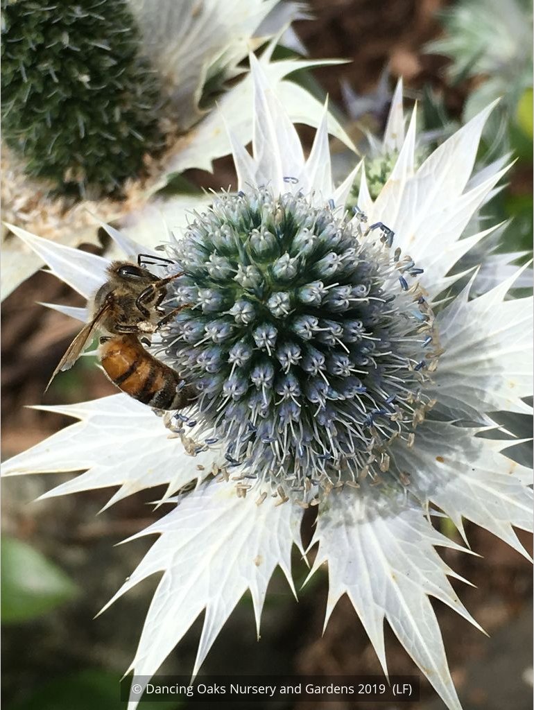 Perennials ~ Eryngium giganteum, Miss Wilmott's Ghost Giant Sea Holly ~ Dancing Oaks Nursery and Gardens ~ Retail Nursery ~ Mail Order Nursery