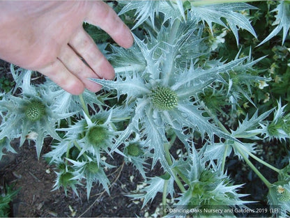 Perennials ~ Eryngium giganteum, Miss Wilmott's Ghost Giant Sea Holly ~ Dancing Oaks Nursery and Gardens ~ Retail Nursery ~ Mail Order Nursery