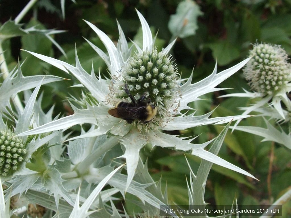 Perennials ~ Eryngium giganteum, Miss Wilmott's Ghost Giant Sea Holly ~ Dancing Oaks Nursery and Gardens ~ Retail Nursery ~ Mail Order Nursery