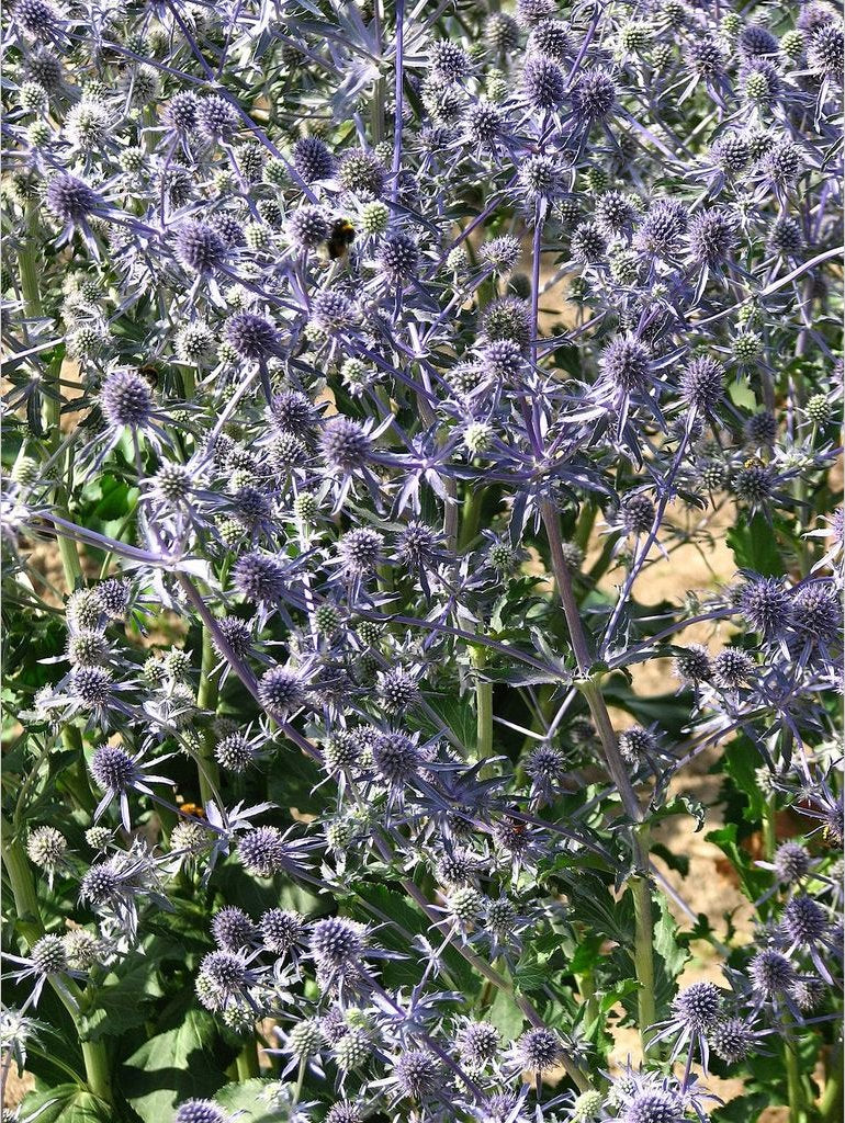 Perennials ~ Eryngium planum, Sea Holly ~ Dancing Oaks Nursery and Gardens ~ Retail Nursery ~ Mail Order Nursery