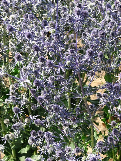 Perennials ~ Eryngium planum, Sea Holly ~ Dancing Oaks Nursery and Gardens ~ Retail Nursery ~ Mail Order Nursery
