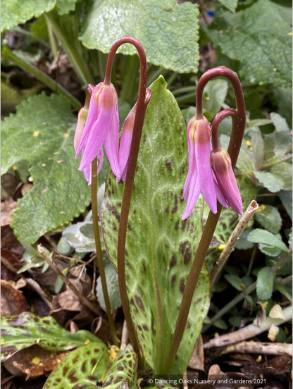 Erythronium revolutum, Dog Tooth Violet
