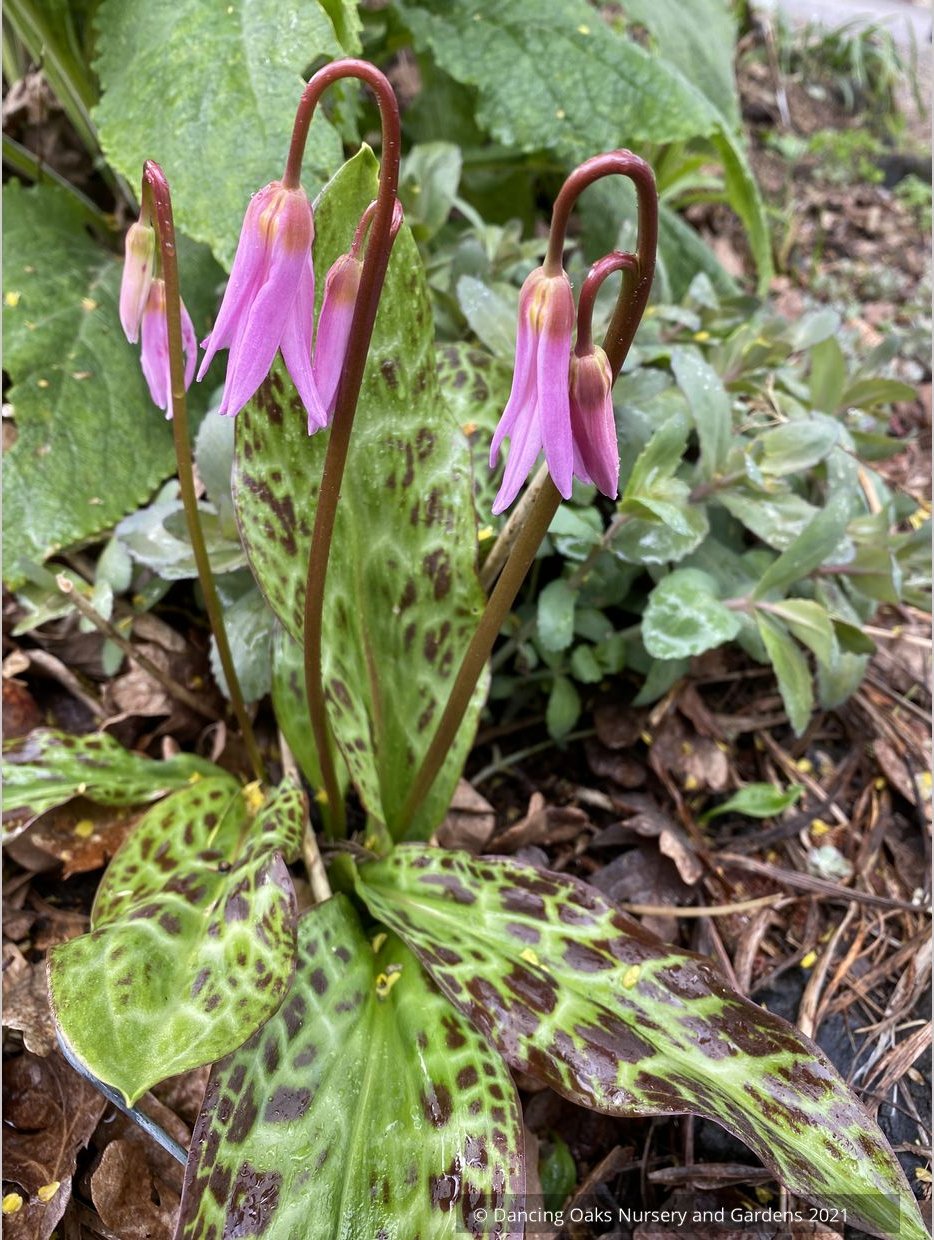 Erythronium revolutum, Dog Tooth Violet