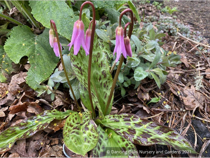 Erythronium revolutum, Dog Tooth Violet
