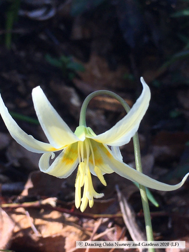 Bulbs & Tubers ~ Erythronium oregonum, Oregon Giant White Fawn Lily ~ Dancing Oaks Nursery and Gardens ~ Retail Nursery ~ Mail Order Nursery