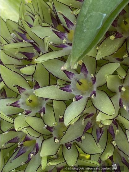 Bulbs & Tubers ~ Eucomis bicolor, Pineapple Lily ~ Dancing Oaks Nursery and Gardens ~ Retail Nursery ~ Mail Order Nursery