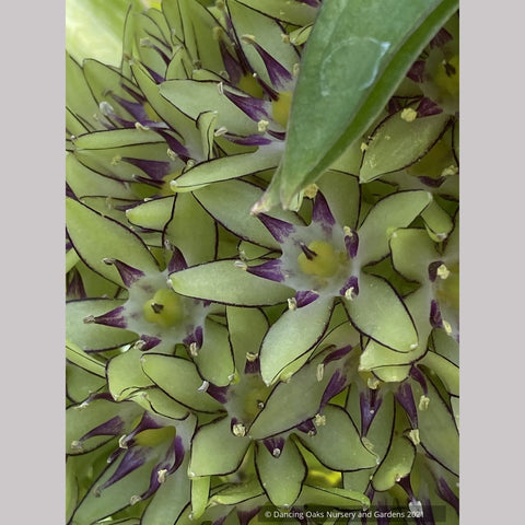Eucomis bicolor, Pineapple Lily