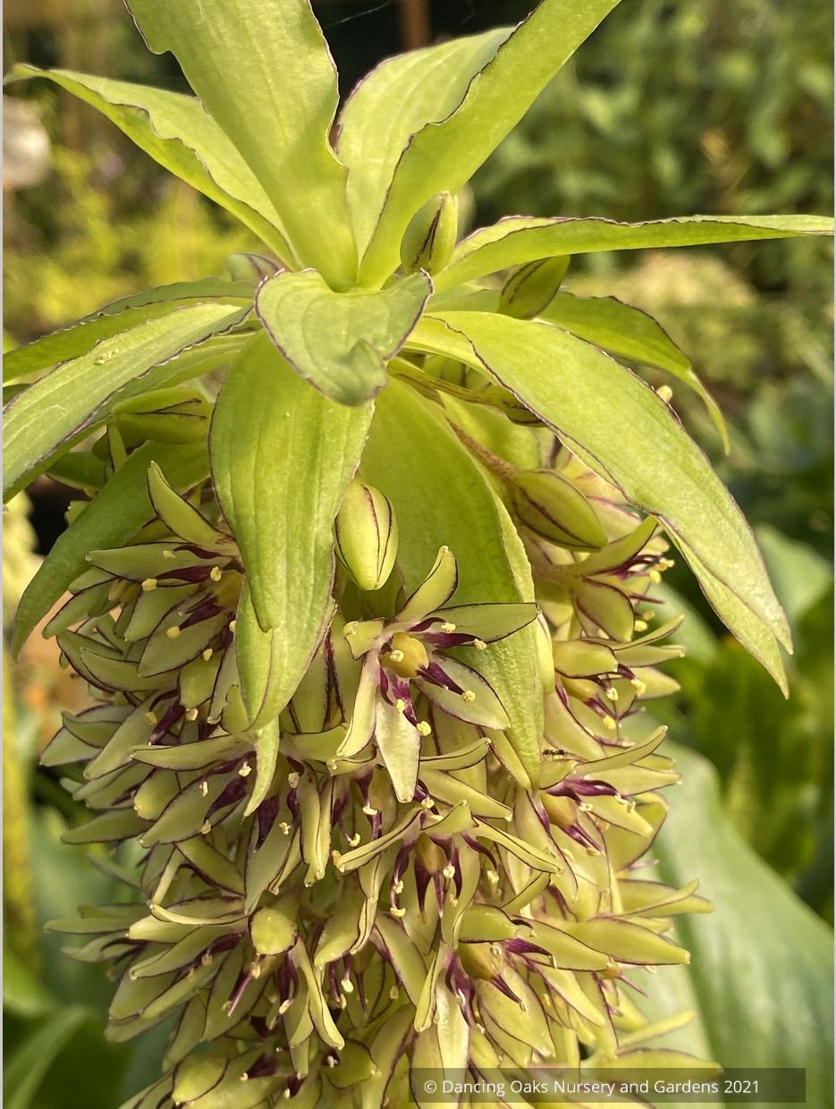 Bulbs & Tubers ~ Eucomis bicolor, Pineapple Lily ~ Dancing Oaks Nursery and Gardens ~ Retail Nursery ~ Mail Order Nursery