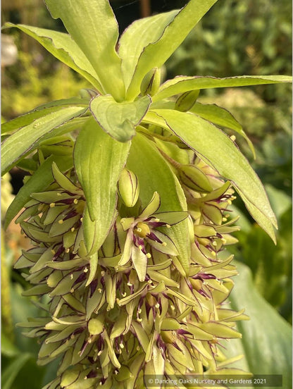 Bulbs & Tubers ~ Eucomis bicolor, Pineapple Lily ~ Dancing Oaks Nursery and Gardens ~ Retail Nursery ~ Mail Order Nursery