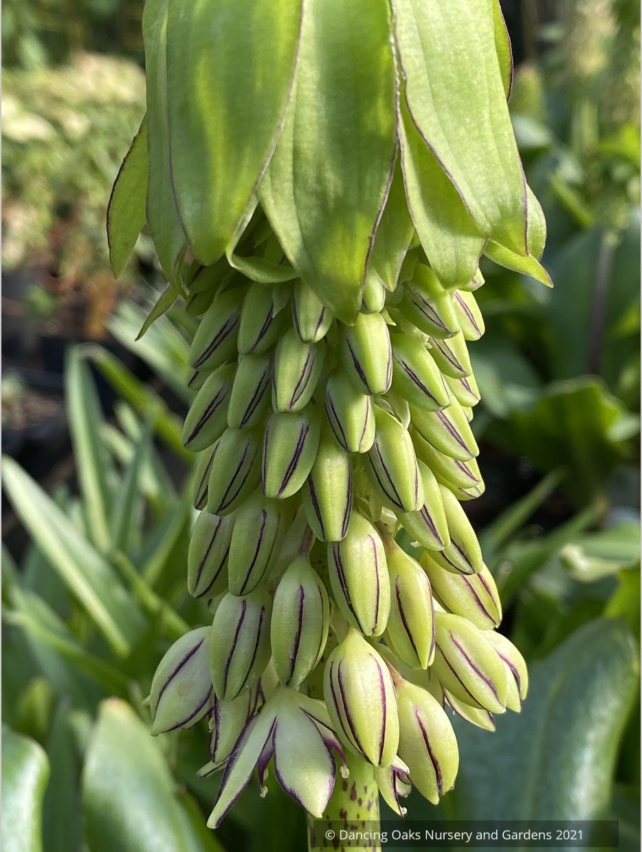 Bulbs & Tubers ~ Eucomis bicolor, Pineapple Lily ~ Dancing Oaks Nursery and Gardens ~ Retail Nursery ~ Mail Order Nursery