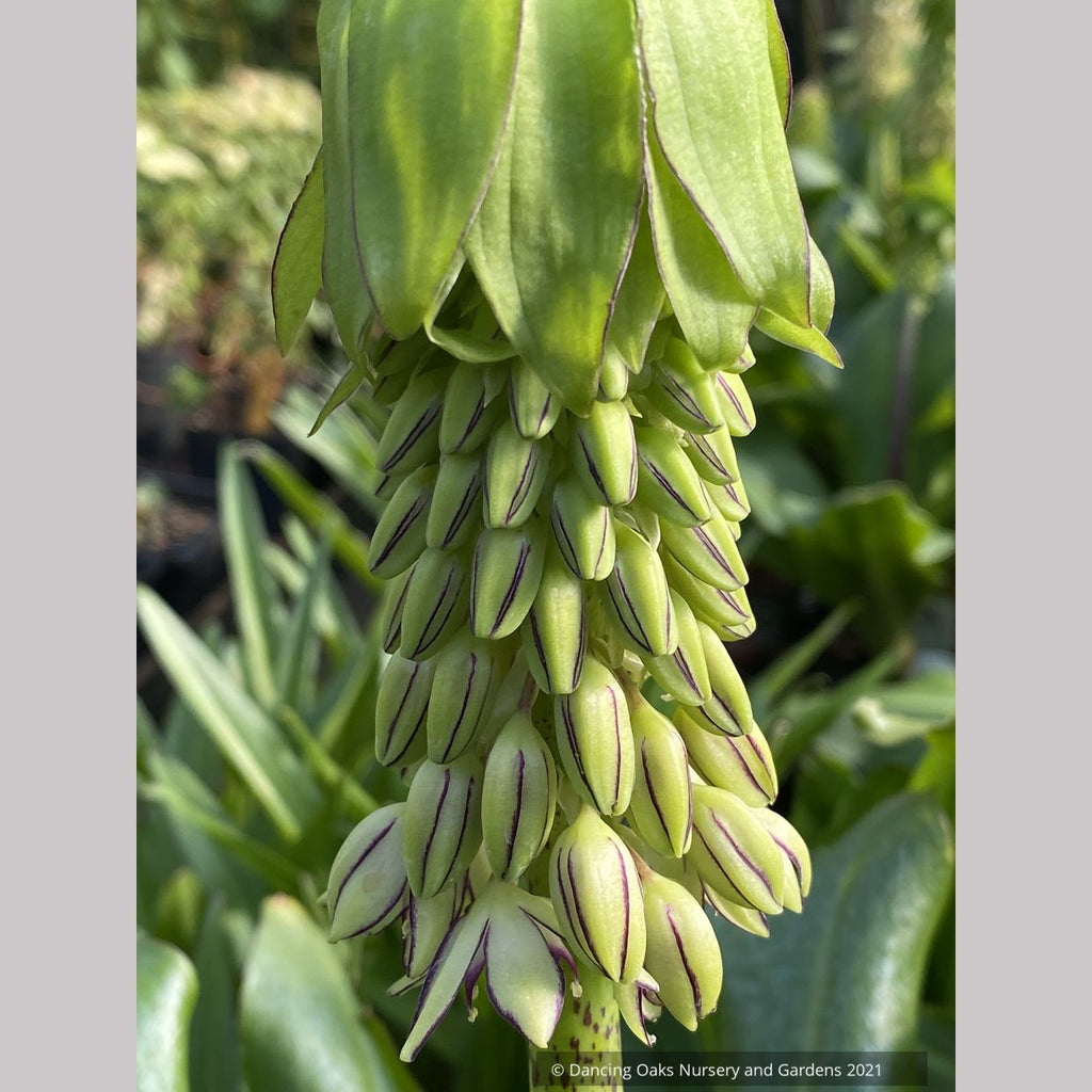 bicolor, Pineapple Lily Dancing Oaks Nursery and Gardens