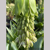 Eucomis bicolor, Pineapple Lily