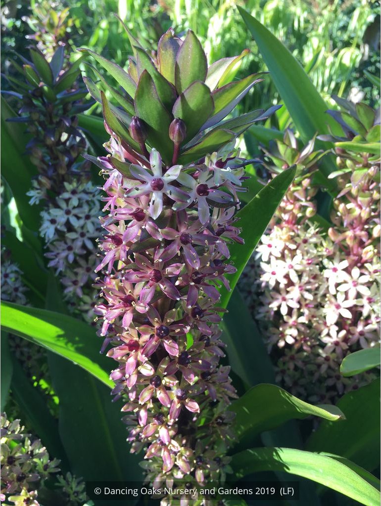 Bulbs & Tubers ~ Eucomis 'Tugela Ruby', Pineapple Lily ~ Dancing Oaks Nursery and Gardens ~ Retail Nursery ~ Mail Order Nursery