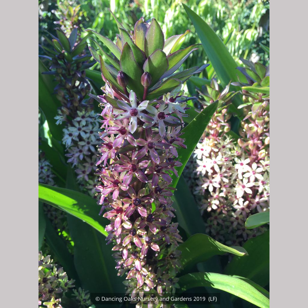 'Tugela Ruby', Pineapple Lily Dancing Oaks Nursery and Gardens