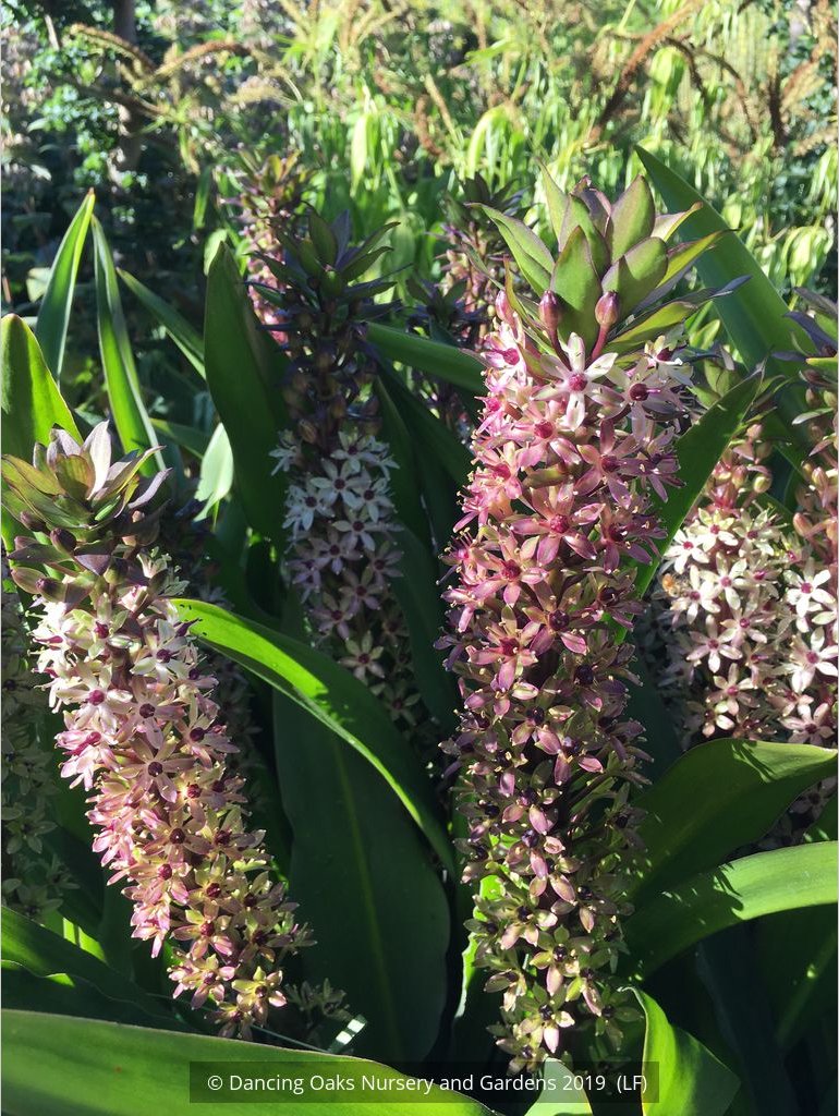 Bulbs & Tubers ~ Eucomis 'Tugela Ruby', Pineapple Lily ~ Dancing Oaks Nursery and Gardens ~ Retail Nursery ~ Mail Order Nursery