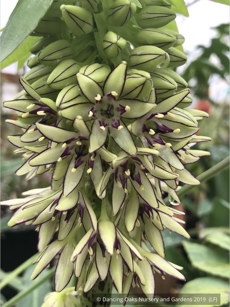 Bulbs & Tubers ~ Eucomis bicolor, Pineapple Lily ~ Dancing Oaks Nursery and Gardens ~ Retail Nursery ~ Mail Order Nursery