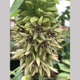 Bulbs & Tubers ~ Eucomis bicolor, Pineapple Lily ~ Dancing Oaks Nursery and Gardens ~ Retail Nursery ~ Mail Order Nursery