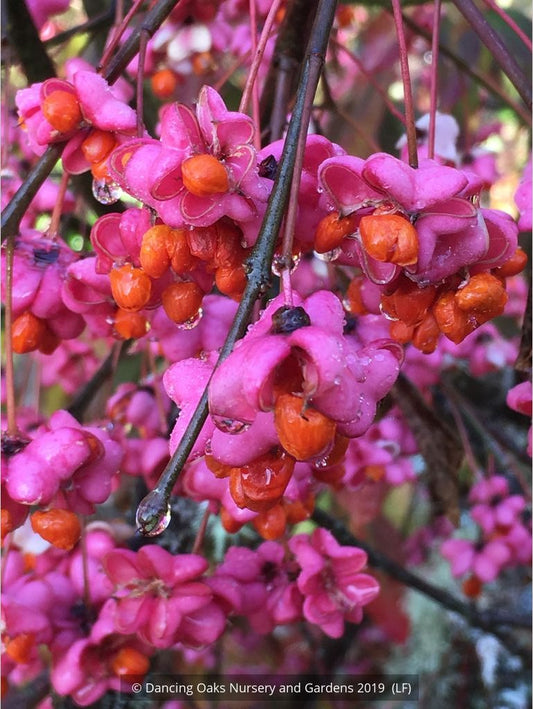 Shrubs ~ Euonymus europaeus 'Red Cap', Red Cap European Spindle Tree ~ Dancing Oaks Nursery and Gardens ~ Retail Nursery ~ Mail Order Nursery