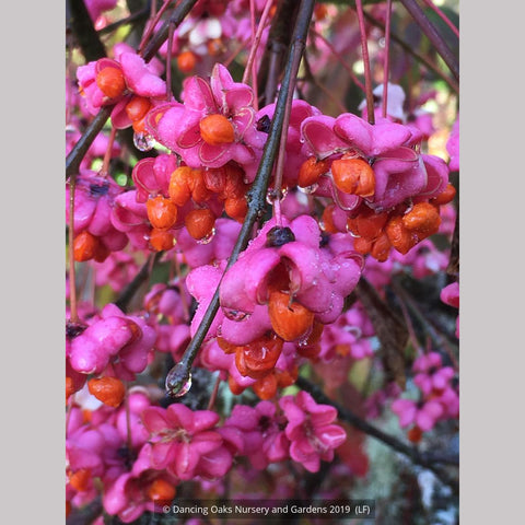 Shrubs ~ Euonymus europaeus 'Red Cap', Red Cap European Spindle Tree ~ Dancing Oaks Nursery and Gardens ~ Retail Nursery ~ Mail Order Nursery