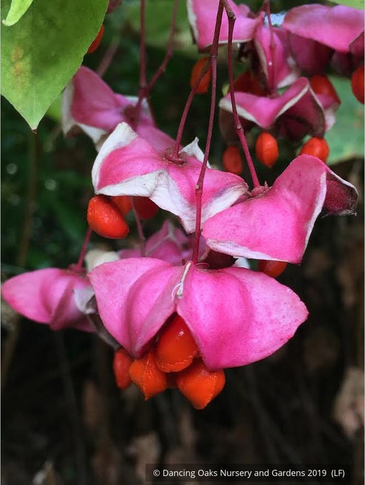 Shrubs ~ Euonymus latifolius DHTU, Spindle Tree ~ Dancing Oaks Nursery and Gardens ~ Retail Nursery ~ Mail Order Nursery