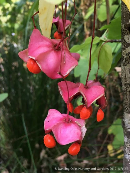 Shrubs ~ Euonymus latifolius DHTU, Spindle Tree ~ Dancing Oaks Nursery and Gardens ~ Retail Nursery ~ Mail Order Nursery