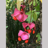 Shrubs ~ Euonymus latifolius DHTU, Spindle Tree ~ Dancing Oaks Nursery and Gardens ~ Retail Nursery ~ Mail Order Nursery