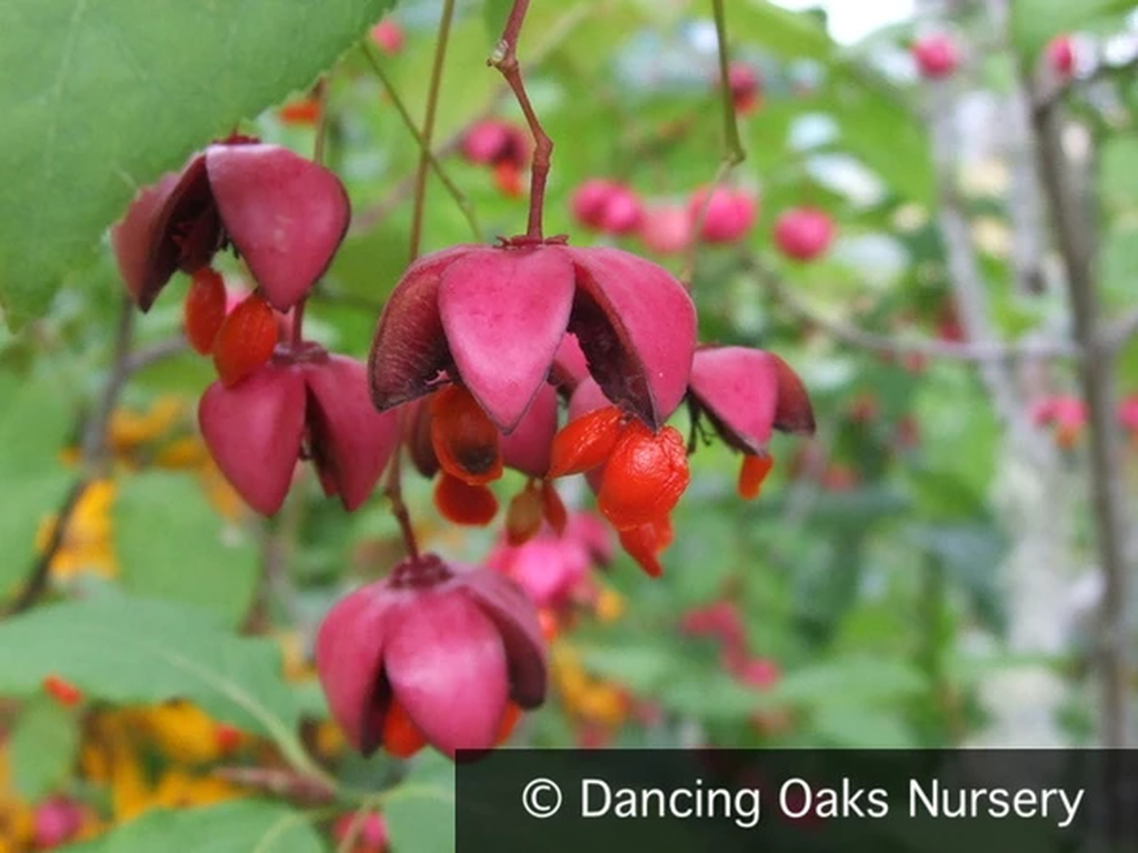 Shrubs ~ Euonymus planipes, Spindle Tree or Siberian Burning Bush ~ Dancing Oaks Nursery and Gardens ~ Retail Nursery ~ Mail Order Nursery
