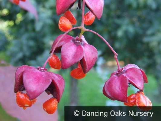 Shrubs ~ Euonymus planipes, Spindle Tree or Siberian Burning Bush ~ Dancing Oaks Nursery and Gardens ~ Retail Nursery ~ Mail Order Nursery