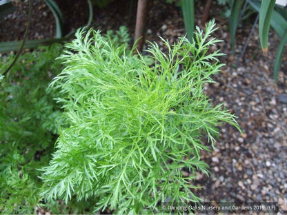 Perennials ~ Eupatorium capillifolium 'Elegant Feather', Dog Fennel ~ Dancing Oaks Nursery and Gardens ~ Retail Nursery ~ Mail Order Nursery