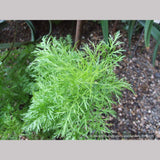 Perennials ~ Eupatorium capillifolium 'Elegant Feather', Dog Fennel ~ Dancing Oaks Nursery and Gardens ~ Retail Nursery ~ Mail Order Nursery