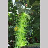 Perennials ~ Eupatorium capillifolium 'Elegant Feather', Dog Fennel ~ Dancing Oaks Nursery and Gardens ~ Retail Nursery ~ Mail Order Nursery