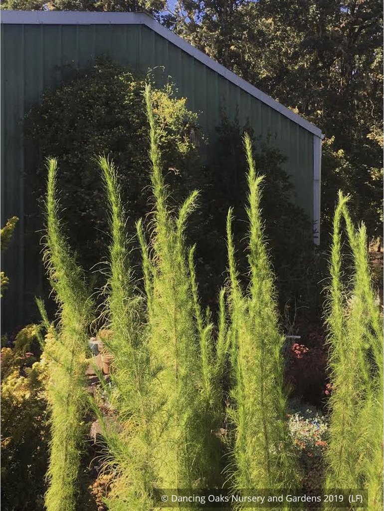 Perennials ~ Eupatorium capillifolium 'Elegant Feather', Dog Fennel ~ Dancing Oaks Nursery and Gardens ~ Retail Nursery ~ Mail Order Nursery